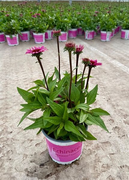ECHINACEA PURPUREA