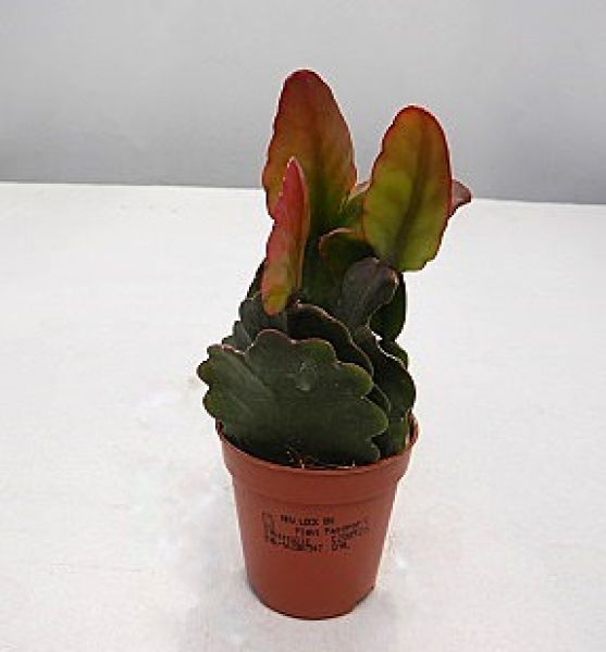 EPIPHYLLUM HYBRID