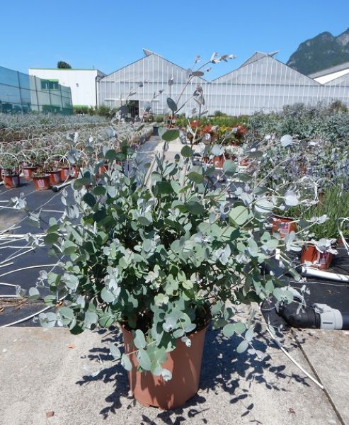 EUCALYPTUS GUNNII