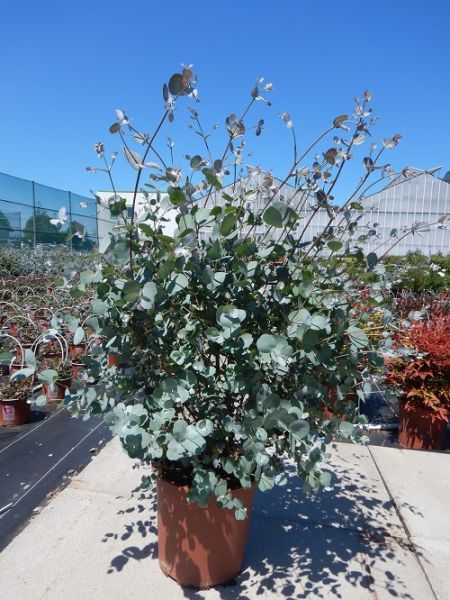 EUCALYPTUS GUNNII