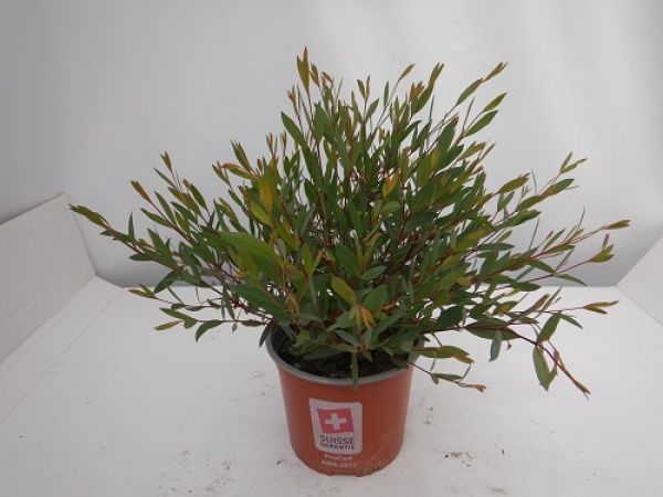 EUCALYPTUS MOOREI NANA
