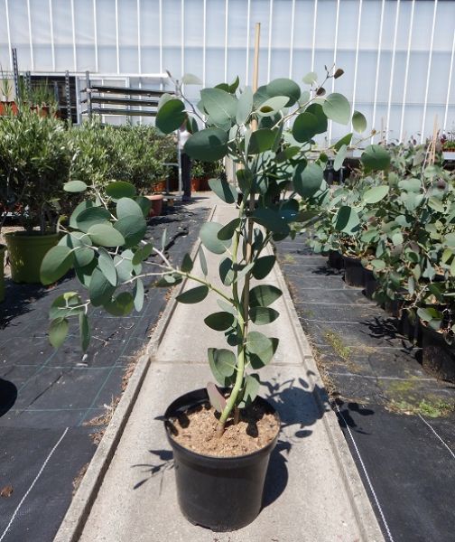 EUCALYPTUS PAUCIFLORA