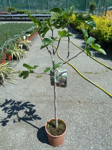FICUS CARICA TIGE