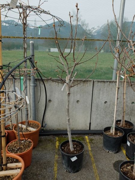 FICUS CARICA TIGE