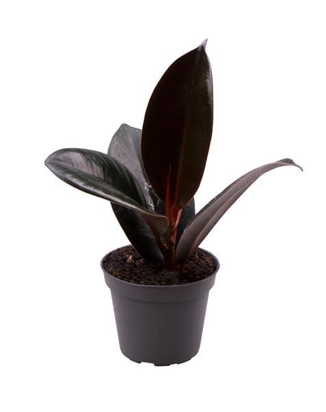 FICUS ELASTICA ROBUSTA