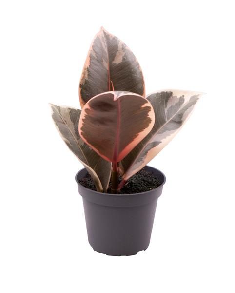 FICUS ELASTICA TINEKE