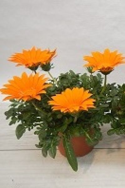 GAZANIA