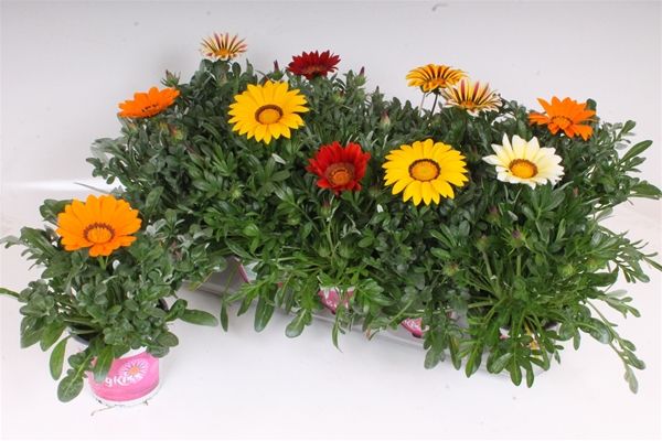 GAZANIA BIG KISS
