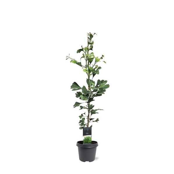 GINKO BILOBA