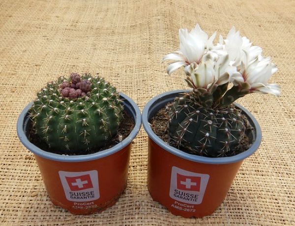 GYMNOCALYCIUM QUEHLANUM