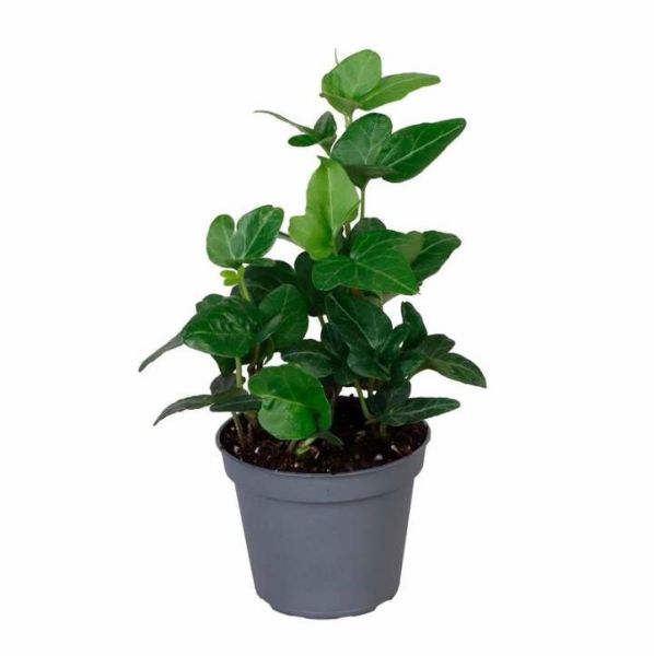 HEDERA HELIX VERT