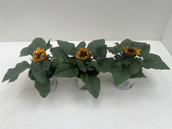 HELIANTHUS ANNUUS
