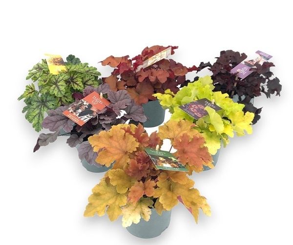HEUCHERA INDIAN SUMMER MIX
