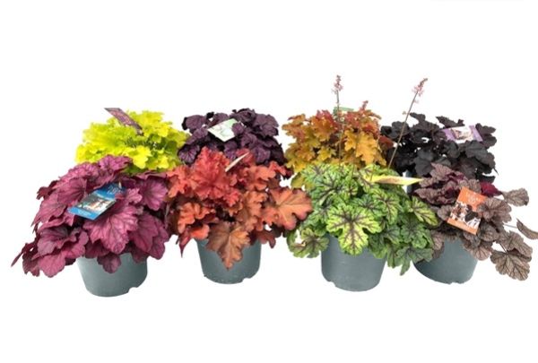 HEUCHERA INDIAN SUMMER MIX
