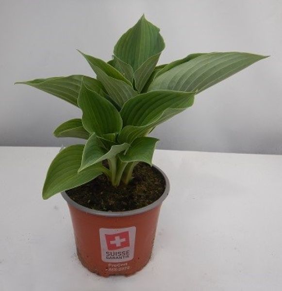 HOSTA ALVATINE TAYLOR