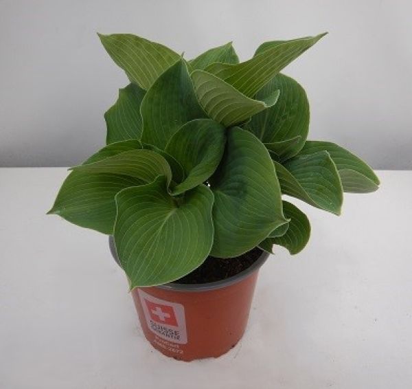 HOSTA BRESSINGHAM BLUE