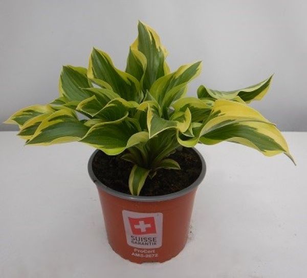 HOSTA DON STEVENS