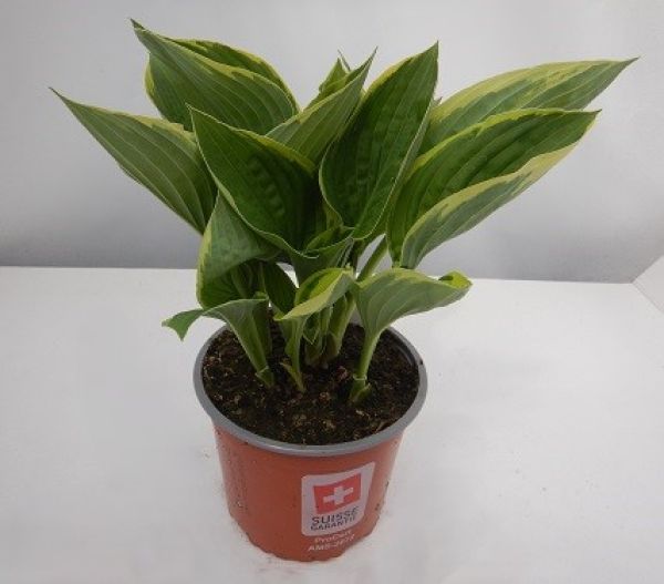 HOSTA FORTUNEI AUREOMARGINATA