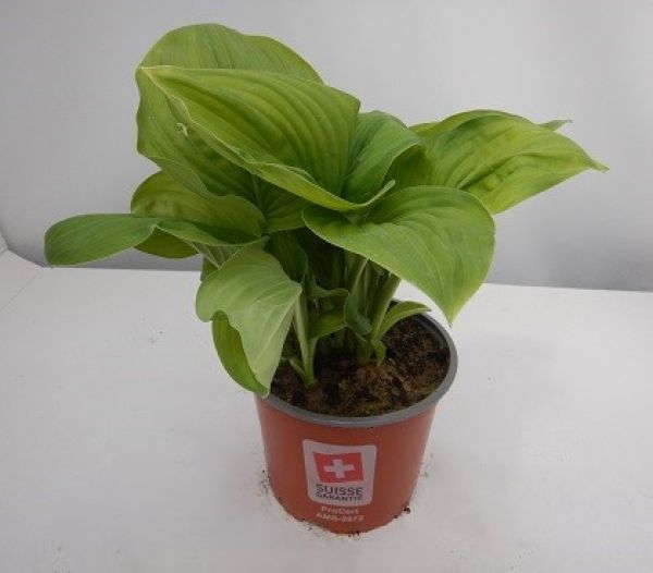 HOSTA GUACAMOLE