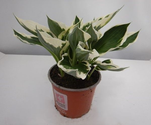 HOSTA PATRIOT