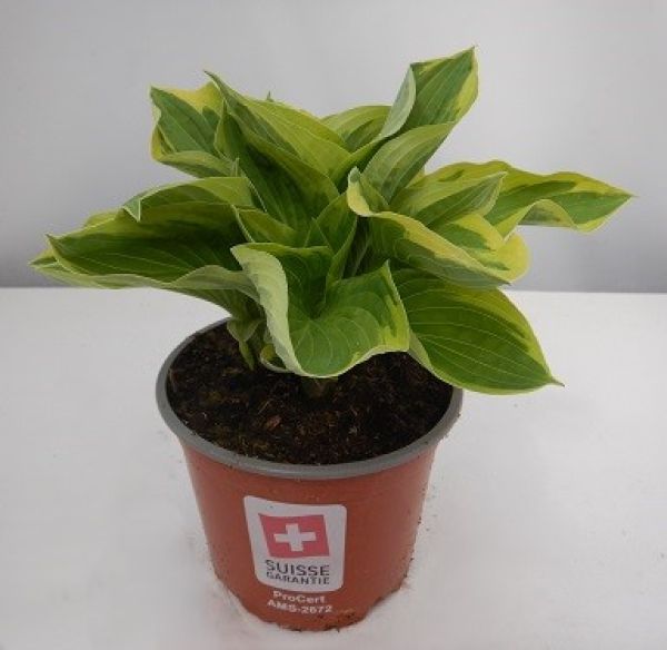 HOSTA PAUL'S GLORY