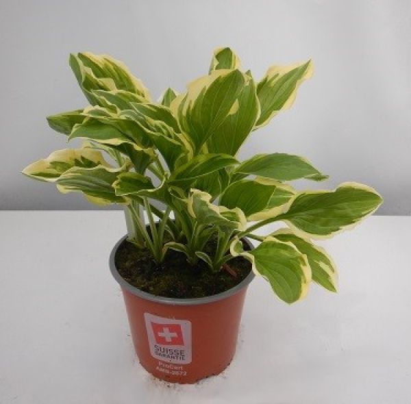 HOSTA SO SWEET