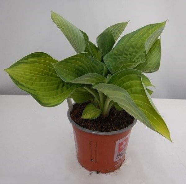 HOSTA WIDE BRIM