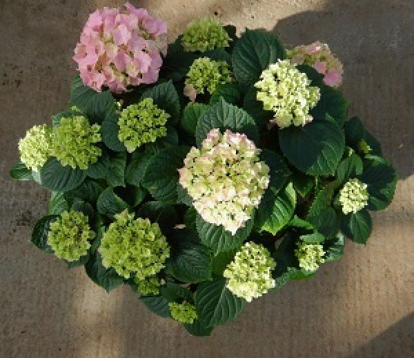 HYDRANGEA MACROPHYLLA