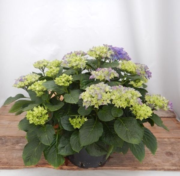 HYDRANGEA MACROPHYLLA