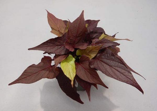 IPOMOEA BATATA