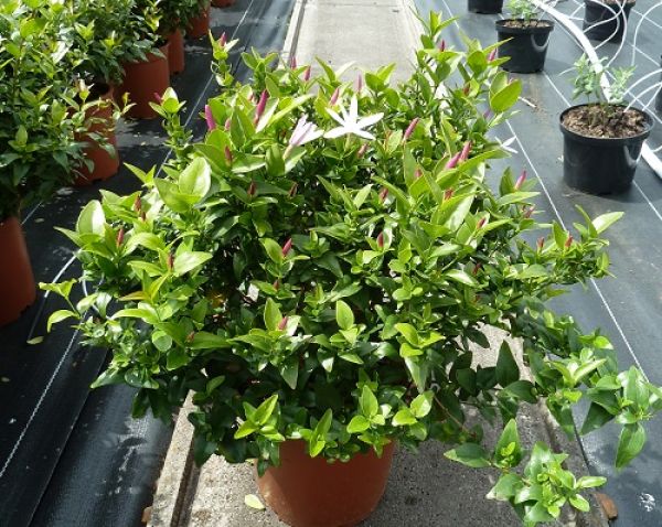 JASMINUM MULTIPARTITUM