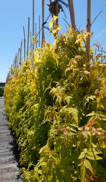 JASMINUM OFFICINALIS AUREUM