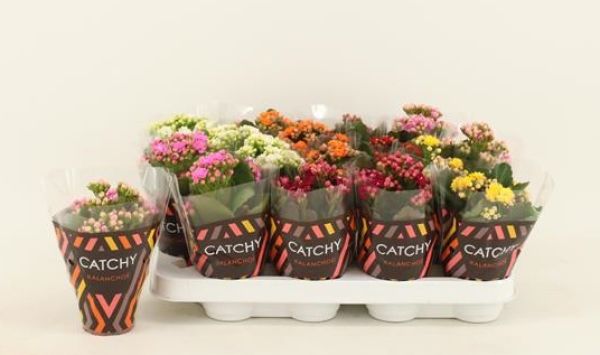 KALANCHOE CALANDIVA