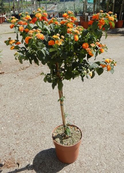 LANTANA CAMARA TIGE