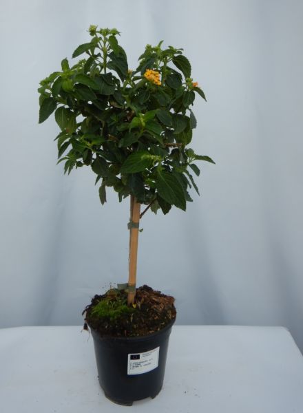 LANTANA CAMARA TIGE