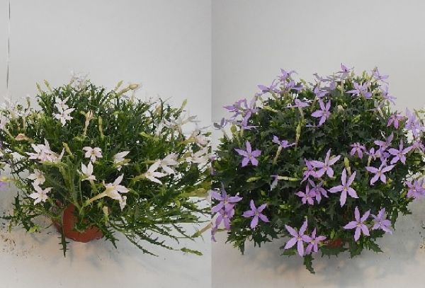 LAURENTIA AXILLARIS