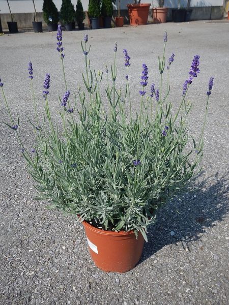 LAVANDULA HIDCOTE
