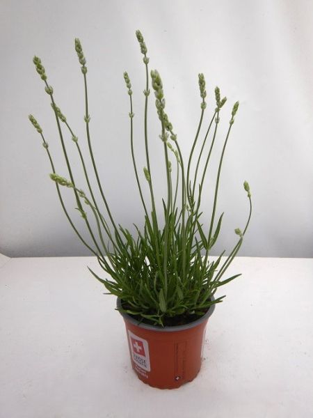 LAVANDULA HIDCOTE BLANCHE