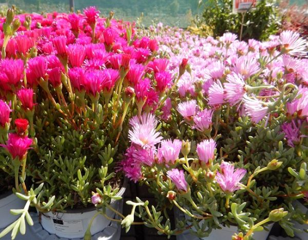 MESEMBRYANTHEMUM
