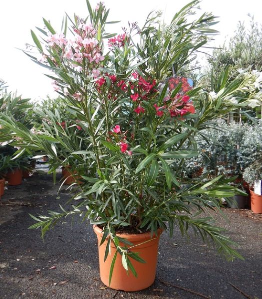 NERIUM OLEANDER TOUFFE