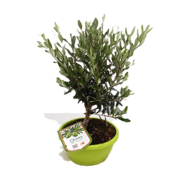 OLEA EUROPAEA TERRINE