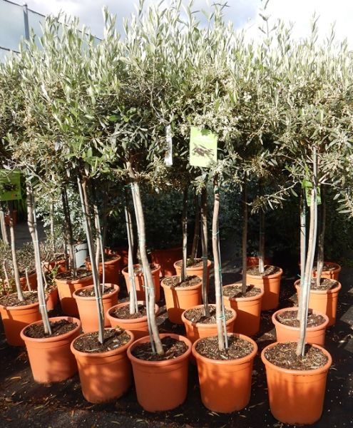OLEA EUROPAEA TIGE