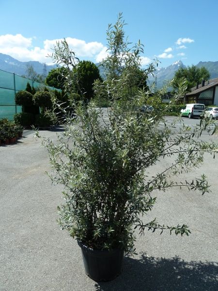 OLEA EUROPAEA TOUFFE