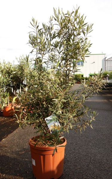OLEA EUROPAEA TOUFFE