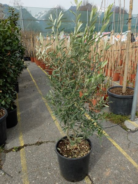 OLEA EUROPAEA TOUFFE