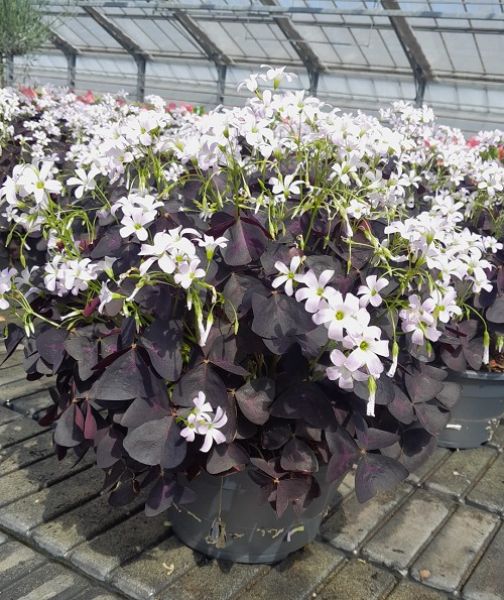 OXALIS TRIANGULARIS TERRINE
