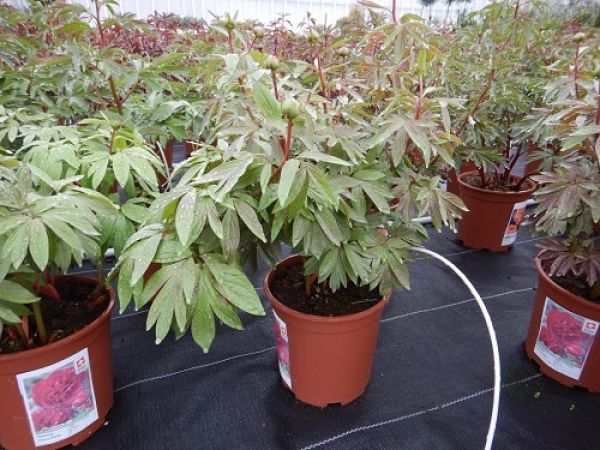 PAEONIA LACT. MIX