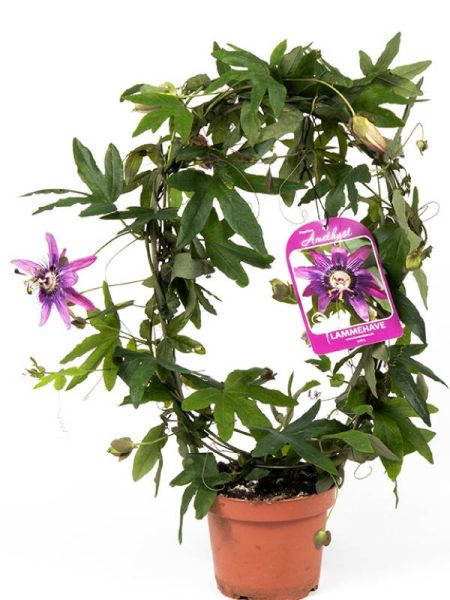 PASSIFLORA VIOLACEA