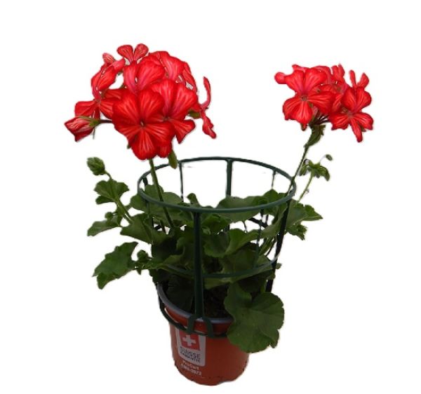 PELARGONIUM PELTATUM