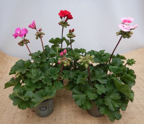 PELARGONIUM ZONALE